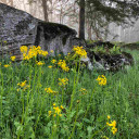 Roundleaf Ragwort - Packera obovata - long flowering spring perennial for naturalizing
