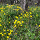 Packera obovata - Roundleaf Ragwort - butterfly plant for meadows, woodland gardens or along water bodies