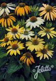 Echinacea purpurea hybrids 'Mellow Yellows' - easy to grow perennial and great cut flower. Picture copyright Jelitto Echinacea purpurea hybrids 'Mellow Yellows' - easy to grow perennial and great cut flower. Picture copyright Jelitto