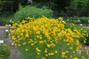 Coreopsis 'Gilded Lace' - perennial with incredible floral display for 18 weeks. Copyright: Mt. Cuba