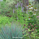 Schizachyrium scoparium 'Standing Ovation' (Little Bluestem) in mid summer - the tips are turning red, in late summer the whole plant will prolong the stems to bloom and turn maroon red.