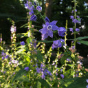 Campanula americana - Tall Bluebell - upright, non flopping widlfower that stays in your garden by selfseeding