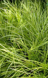 Grass-leaved Sweet Flag 'Oborozuki' - highly ornamental grass-looking perennial Grass-leaved Sweet Flag 'Oborozuki' - highly ornamental grass-looking perennial