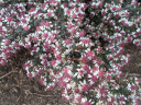 Horizontal Calico Aster 'Lady in Black' - nativar that attracts many native butterflies, bees and other pollinators