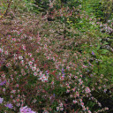 Aster lateriflorus var. horizontalis 'Lady in Black' forms airy clouds clumps and is excellent fall perennial