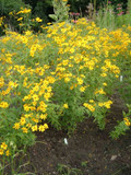 Greater Tickseed - Coreopsis major - clump-forming perennial for drained, poor, shallow or urban soil