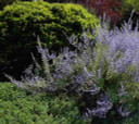 Perovskia - Russian Sage 'Little Spire' provides long term effect in sunny garden