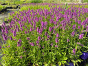 Betony - Stachys 'Summer Romance' - easy to grow and tough perennial for sunny or half shade garden ©Intrinsic Perennial Gardens