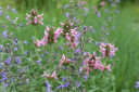 Stachys 'Pink Cotton Candy' intermingling with Nepeta 'Walker's Low' in naturalistic perennial planting, Bloomington, IN ©Andrew Marrs Garden Design