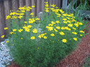 Coreopsis verticillata 'Golden Showers' aka 'Grandiflora - superior, tough and long-lived perennial for any soil in the sun