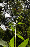Lare Figworth - superior pollinator and hummingbird plant ©Fritzflohrreynolds