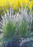 Muhlenbergia lindheimerii - nice vertical grass, native to southwest, hardy in zones 6 to 10