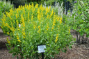 Large Yellow Wild Indigo - Baptisia sphaerocarpa - showy wildflower at Mt. Cuba trials.