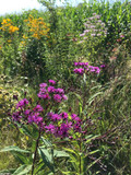New York Ironweed - Vernonia noveboracensis robust showy native perennial and wildflower