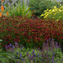 Coreopsis - Tickseed 'Red Satin' in sunny perennial border ©Walters Gardens