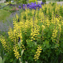 Baptisia 'Lemon Meringue' - FALSE INDIGO 'LEMON MERINGUE'
