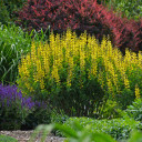 Baptisia 'Lemon Meringue' - FALSE INDIGO 'LEMON MERINGUE'
