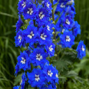 Delphinium New Millenium 'Cobalt Blue' - more heat and humidity tolerant variety, better for North American climate Ⓒ Walters Gardens