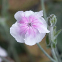 Lychnis coronaria 'Oculata' - heat, drought, humidity, deer and rabbit resistant plant ⒸUS Perennials