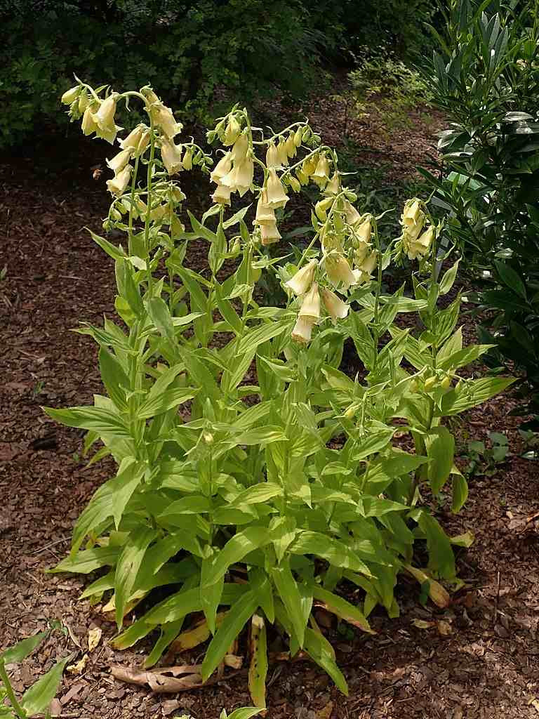 Foxglove Beardtongue 'Pocahontas' Penstemon digitalis 'Pocahontas'