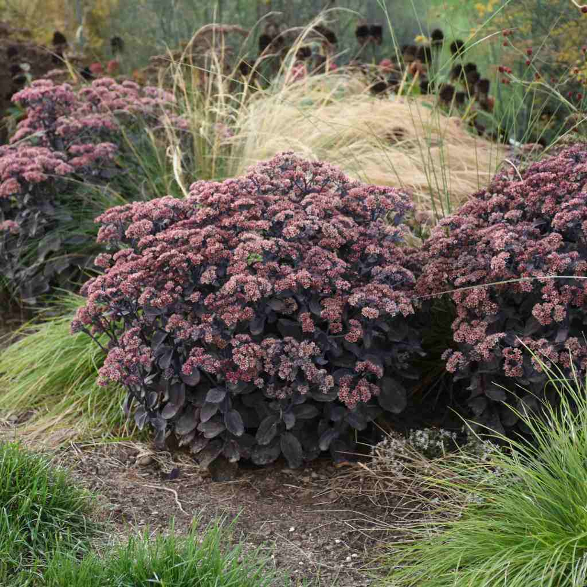 Allegheny Stonecrop (Hylotelephium telephioides) 11 Sedum telephium 'Back in Black' (Hylotelephium) - TALL STONECROP 'BACK IN BLACK'
