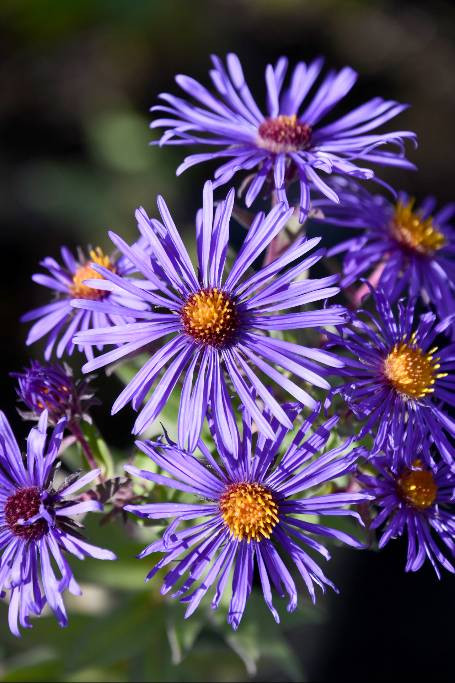Aster 'Thunderdome' (Symphyotrichum) Aster oblongifolius x novea
