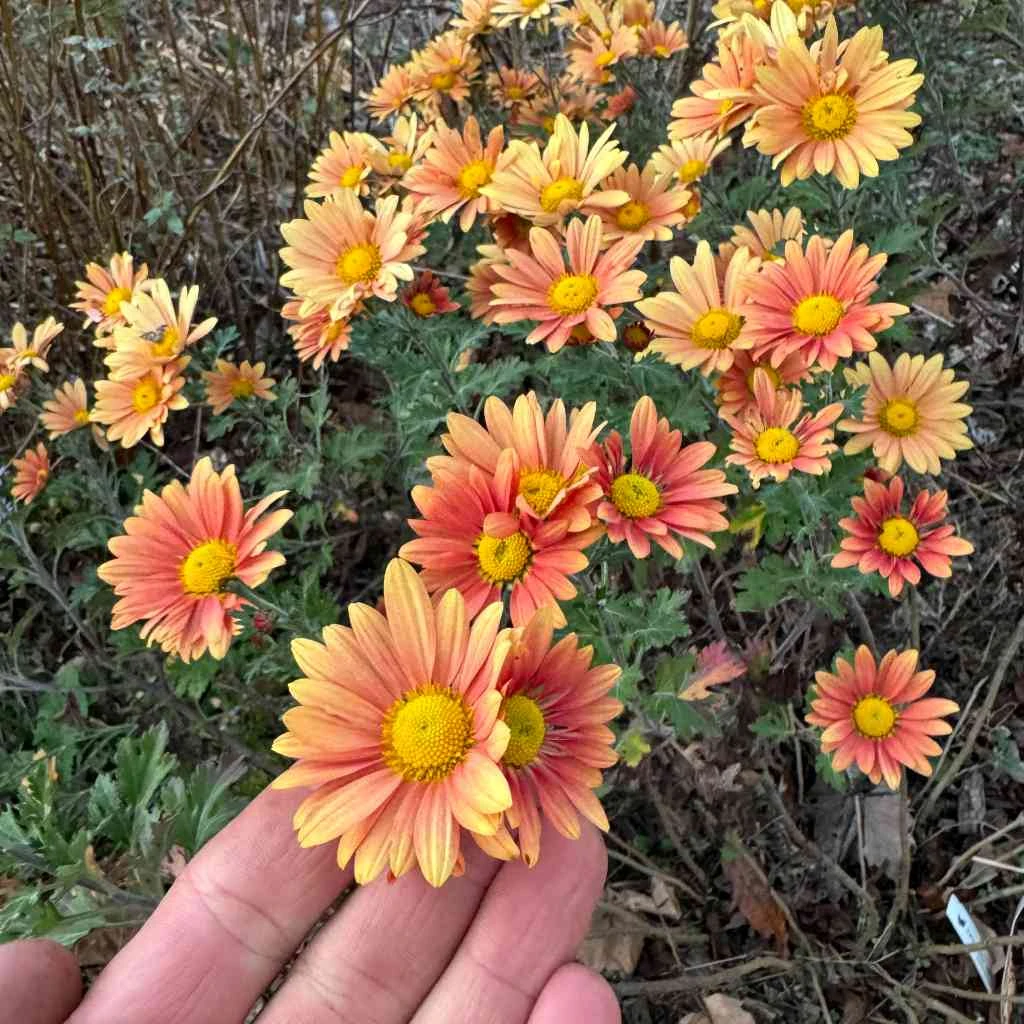 US PERENNIALS