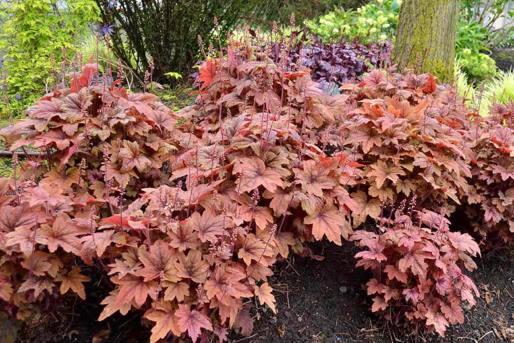 Perennials for full shade