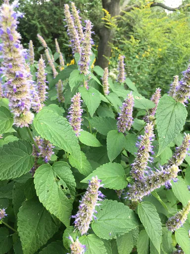 Purple Giant Hyssop - Agastache scrophulariifolia