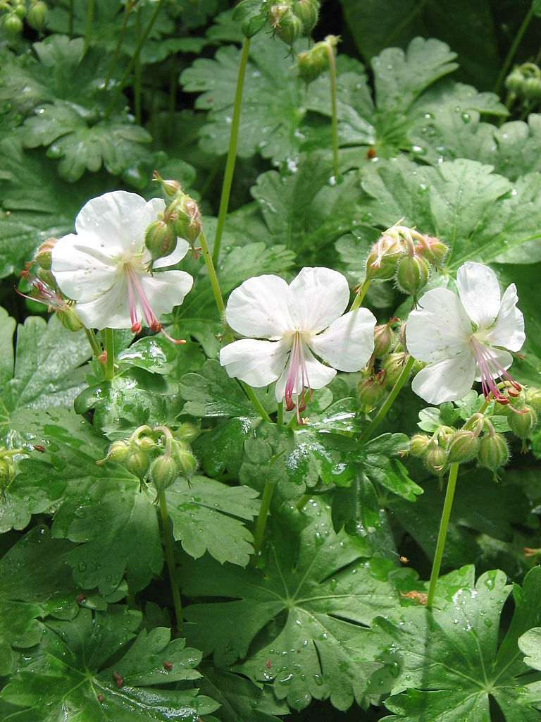 Hardy Geranium 'Azure Rush' - Geranium x 'Azure Rush'