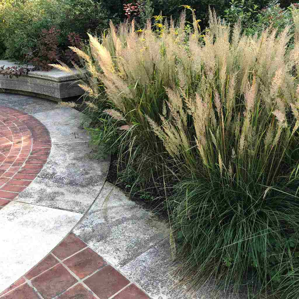 Dwarf Feather Reed Grass 'ChejuDo' Calamagrostis x 'ChejuDo'
