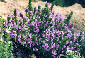 Purple Winter Savory - smaller edging perennial for drier or drained soil ⒸGhislain118