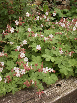 Hardy Geranium 'Spessart' - valuable dense groundcover for half shade or light shade garden ©US Perennials