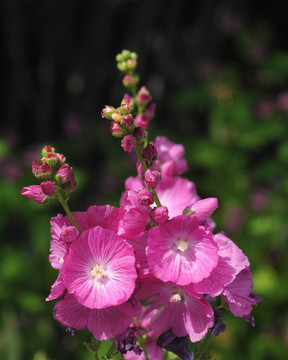 Sidalcea - Checker Mallow 'Party Girl' - perennial for the middle of the flower bed 