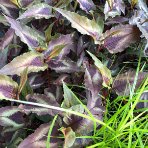 Knotweed 'Red Dragon' - shrubby-looking plant with ornamental leaves ©US Perennials