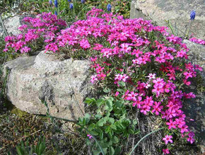 Creeping Phlox 'Scarlet Flame' - spring sun perennial for edges, slopes and rock gardens ©DHochmayr