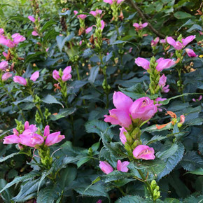 Turtlehead 'Hot Lips' - showy deer and rabbit resistant nativar with late blooming season 