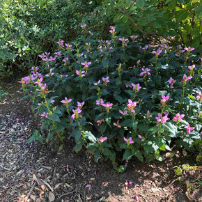 Chelone lyonii 'Hot Lips' in half shade/dappled shade garden in Cincinnati Zoo and Botanic Garden, OH ©US Perennials