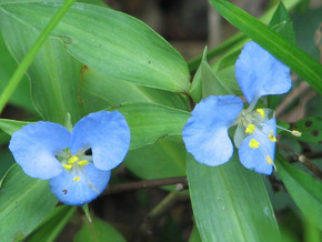 Commelina virginica - wildflower with showy blue flowers, best in natural looking garden ©Theresa Thom