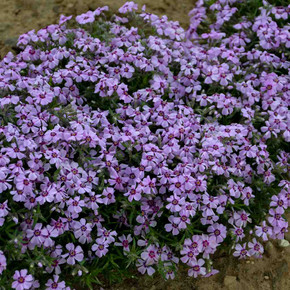 Creeping Phlox 'Eye Candy'  - sun loving spring perennial that stays in decent mounds ©Walters Gardens