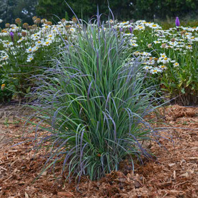 Little Blue Stem 'Twilight Zone' - showy nativar grass for sunny garden in mid summer©Walters Gardens