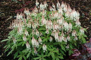 Tiarella 'Spring Symphony' - little gem perennial for shade garden, does well in difficult Midwestern conditions ©Terra Nova Nurseries