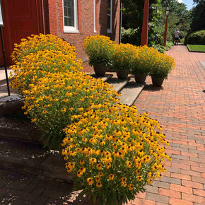 Rudbeckia 'American Gold Rush' - healthy and tough - well deserved Perennial of the year 2023. In containers at Mt. Cuba ©US Perennials