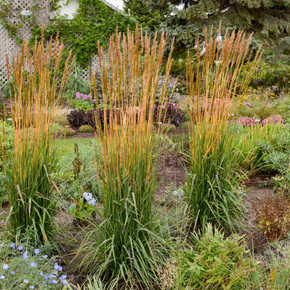 Indian Grass 'Golden Sunset' - excellent nativar, drought and heat tolerant grass for Midwestern gardens ©Walters Gardens