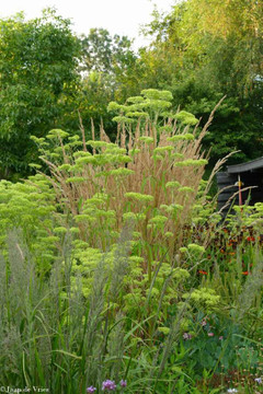 Patrinia monandra - short-lived, self-seeding plant, favored by many famous garden designers ©Jaap De Vries