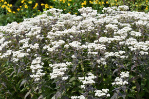 Eupatorium perfoliatum 'Blind Date' - pollinator magnet with chocolate-red foliage in first half of the season  ©Intrinsic Perennial Garden