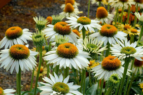 Coneflower 'Fragrant Angel' - perennial with large fragrant flowers ©Terra Nova Nurseries