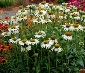 Echinacea 'Fragrant Angel' - repeatedly best performing white coneflower in Mt. Cuba trials ©Terra Nova Nurseries