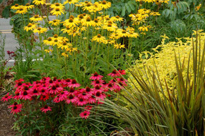 Echinacea 'Glowing Dream' - top performing coneflower in Mt. Cuba trials ©Terra Nova Nurseries