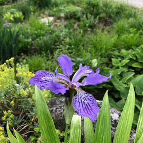 Roof Iris - deer resistant perennial for lightly shaded garden© US Perennials
